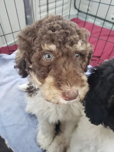 There are 2 pups available in this litter.Mom is a Bernedoodle, 45 lbs.Dad a standard poodle,55 lbs....
