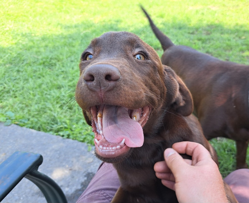 Chocolate lab puppies Dogs & Puppies for Rehoming Dartmouth Kijiji