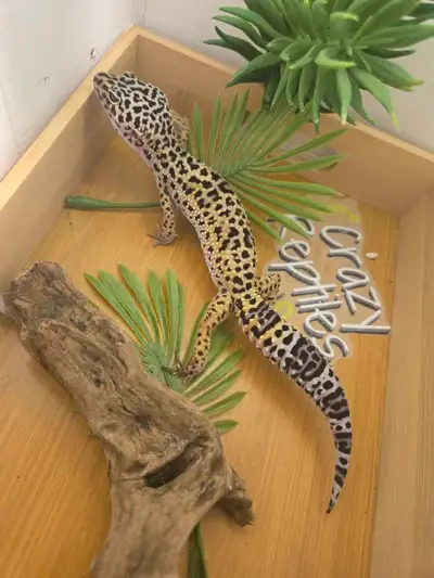Gecko Léopard, View more