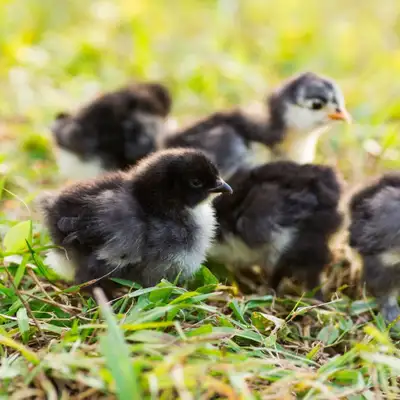 Chicks for sale, View more