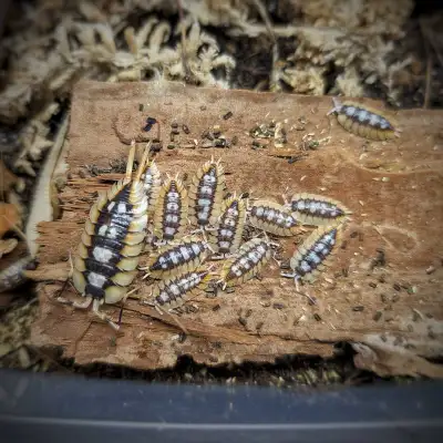 Isopods and more , View more