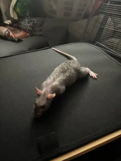 4 BABY BOY RATS, View more
