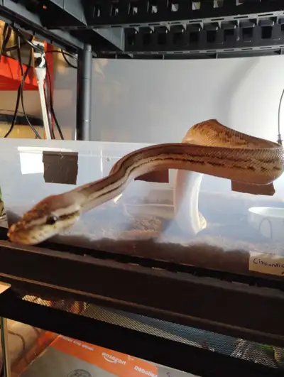 Cinnamon leppord pastal het clown - het pied Male 2023