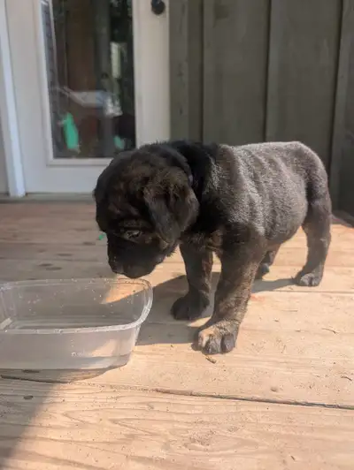 Cane corso puppies 8 available 4 males and 4 females Will come will first shots and will be dewormed...