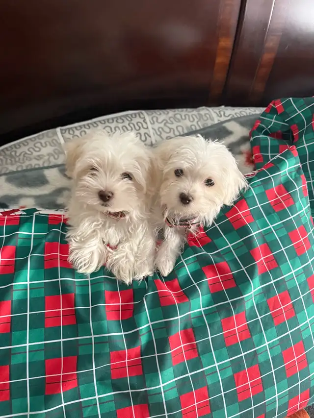 Morkie Puppies in Dogs & Puppies for Rehoming in Ottawa - Image 7