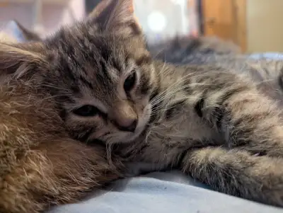 This little girl is looking for a long term forever home. Her birthday is April 9th 2025 and is read...