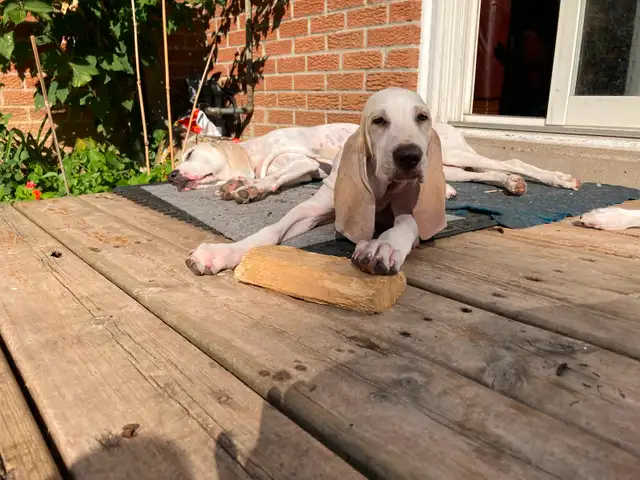 Porcelain hound puppies. in Dogs & Puppies for Rehoming in City of Toronto - Image 3