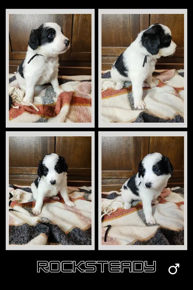 F2b Bernedoodle Puppies in Dogs & Puppies for Rehoming in Edmonton - Image 9