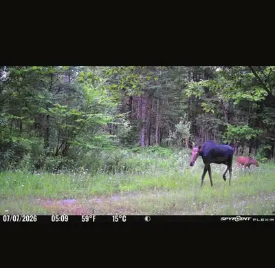 55 acres – Terre à bois à louer – Zone 4 – Cerfs et orignaux, View more