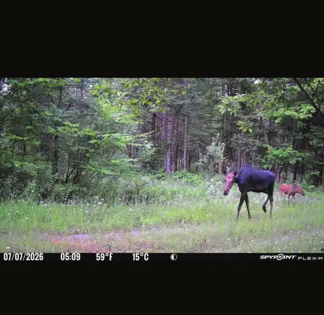 55 acres – Terre à bois à louer – Zone 4 – Cerfs et orignaux in Quebec in Canada - Image 2