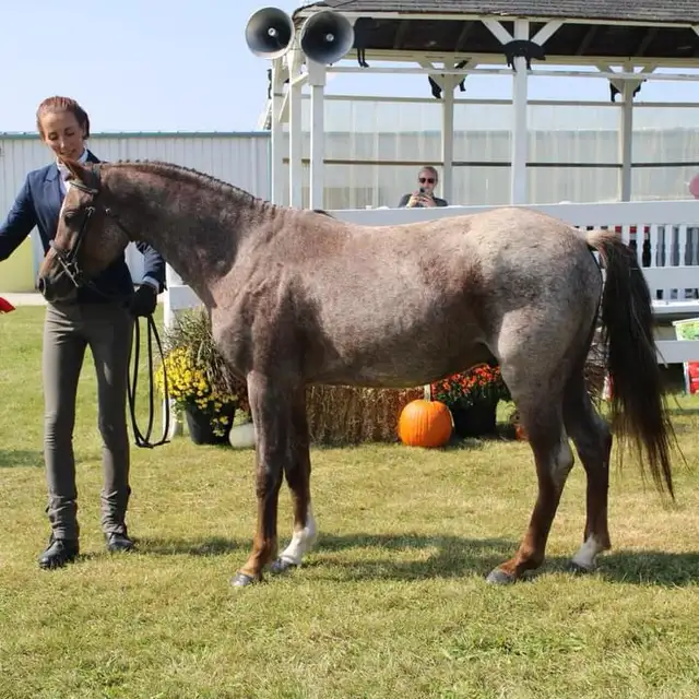 Sec B Welsh Pony Stallion in Horses & Ponies for Rehoming in City of Toronto - Image 8