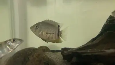 mouthbrooding severum, View more