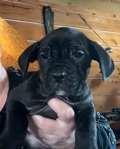 Cane Corso pups ready for their new home. Male and females available. Please contact me for more inf...