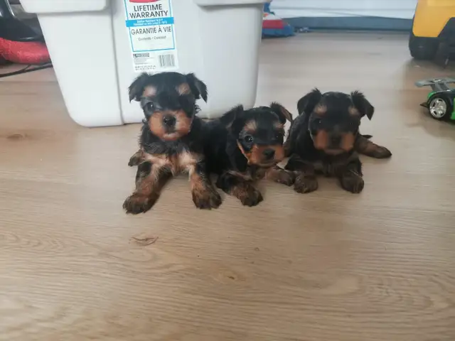 Yorkshire terrier puppies in Dogs & Puppies for Rehoming in City of Toronto - Image 2