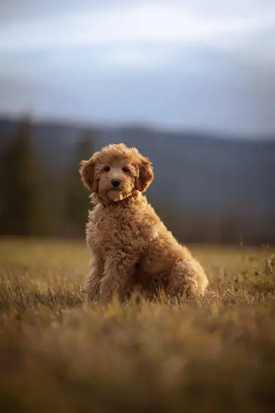 F1B small Bernedoodle puppies, View more