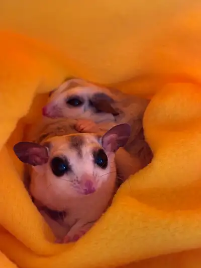 Sugar Gliders for rehoming, View more