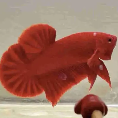 Super red half moon plakat Betta, View more