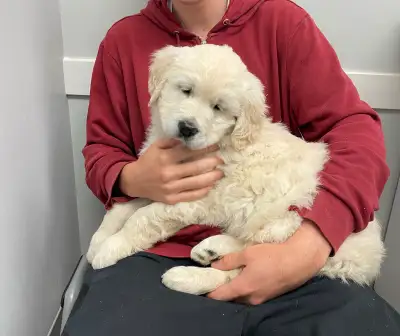 CKC Registered English Cream Golden Retriever - Health Tested, View more