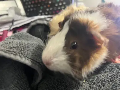 2 Young Female Guinea Pigs, View more