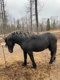 Percheron Stallion-Old Style