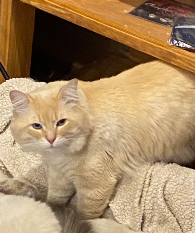 Ragdoll kittens for sale! 4 males Cats & Kittens for