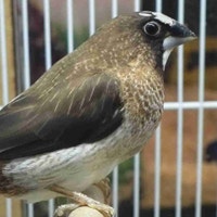 society Finch pair Kawartha Lakes Peterborough Area Preview