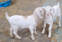 Nubian/ Boer goat