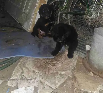 Australian shepherd/golden retriever/yellow lab cross