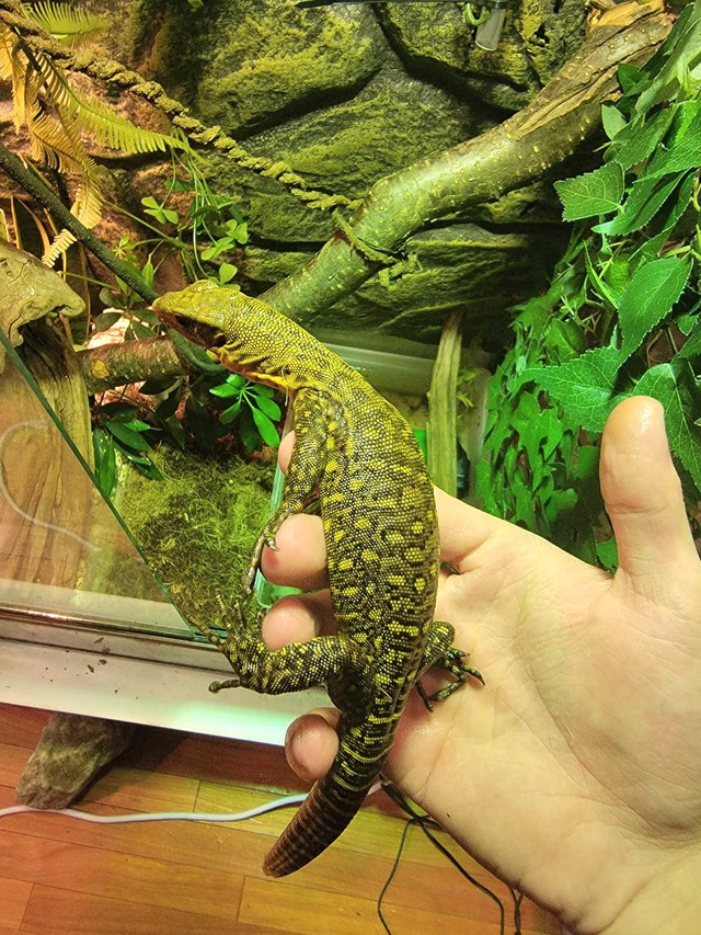  Captive bred Quince monitor in Reptiles & Amphibians for Rehoming in City of Montréal - Image 4