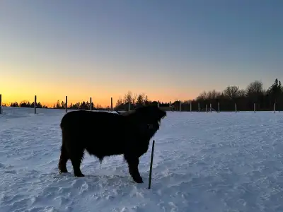 highland bull for sale, View more