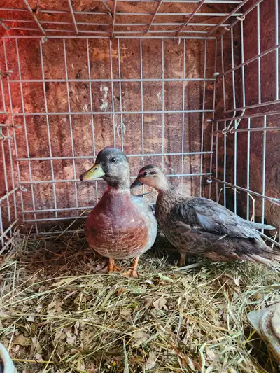 Couple call ducks / canard / coq Plymouth rock, View more