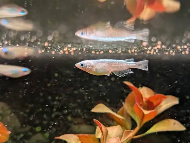Ludwigia Ovalis in Fish for Rehoming in Kitchener / Waterloo - Image 5