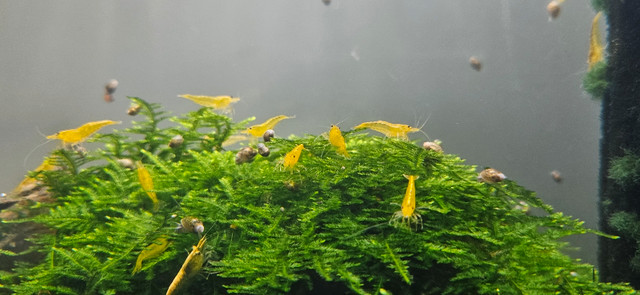 Yellow Golden back shrimps in Fish for Rehoming in Peterborough - Image 3