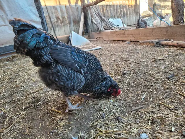 Young Roosters in Livestock in Cranbrook - Image 4