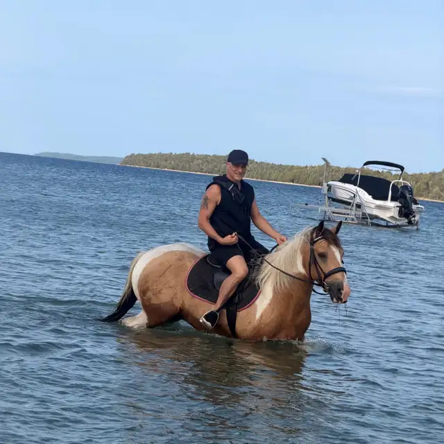 more than just a trail horse in Horses & Ponies for Rehoming in Owen Sound - Image 3