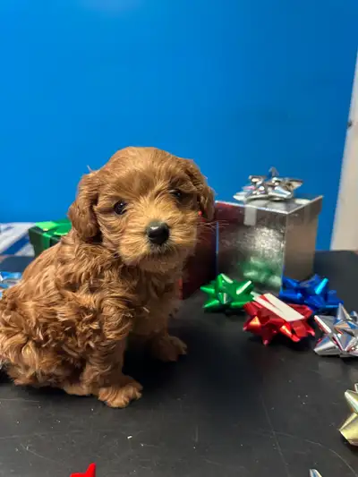 Micro Mini Labradoodle - Estimated to be 15 lbs, View more