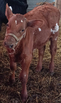 Ayrshire calf