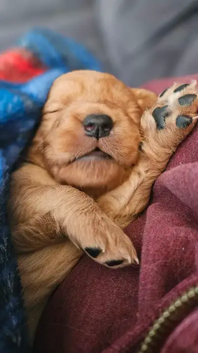 All puppies have been reserved! See more adorable puppy photos and videos on our Instagram page: pup...