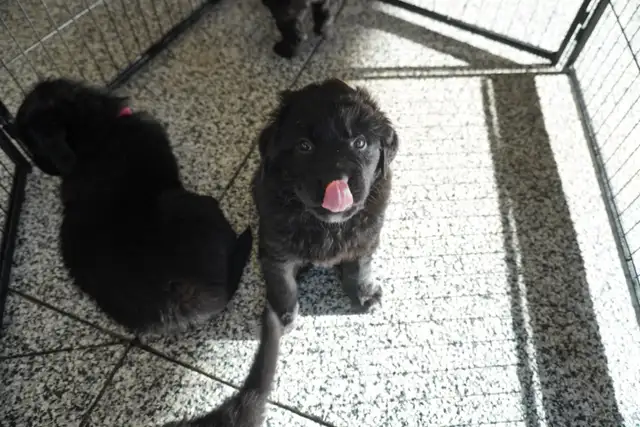 Newfie Mix Puppies for Sale! in Dogs & Puppies for Rehoming in Strathcona County - Image 7