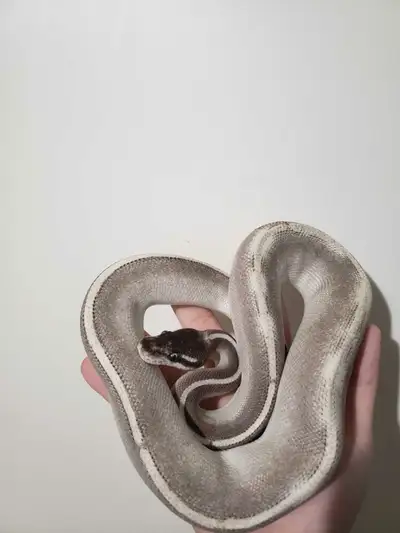purple passion ball python , View more