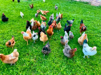 Roosters $15ea. Breeding pairs (1 hen & 1 rooster) $35ea. 4-5 pairs available. Our flock consists of...