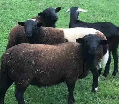 3 doper rams for sale, View more