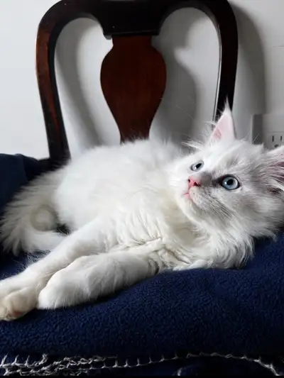Elegant Main Coon x Persian Boy, View more