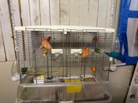Oiseaux canaris avec cages 