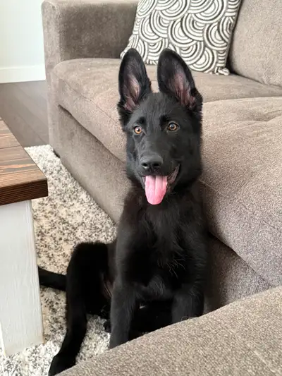 Beautiful Black German Shepherd Puppy, View more