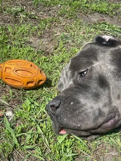 Cane Corso Pups, View more