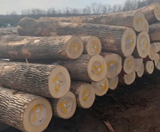 Drop off logs  for free in Other in City of Toronto - Image 4