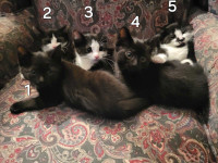 Beautiful Kittens  Ready for Happy Homes