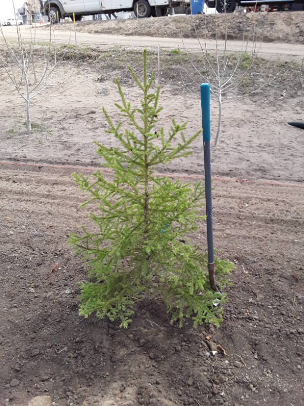 Wild Spruce Trees for Sale in Plants, Fertilizer & Soil in Regina - Image 3