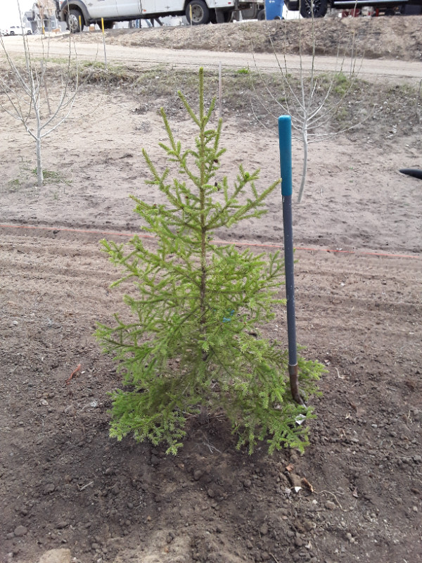 Wild Spruce Trees for Sale dans Plantes, engrais et terreaux  à Ville de Régina - Image 3